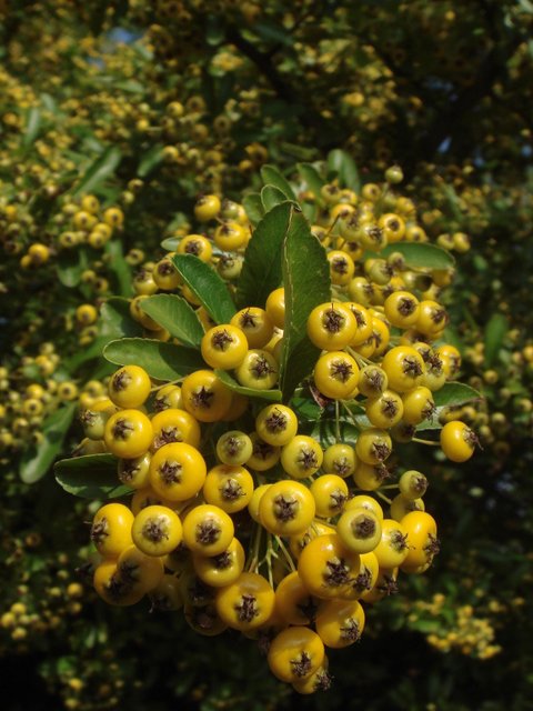 Pyracantha crenulata fruit P26